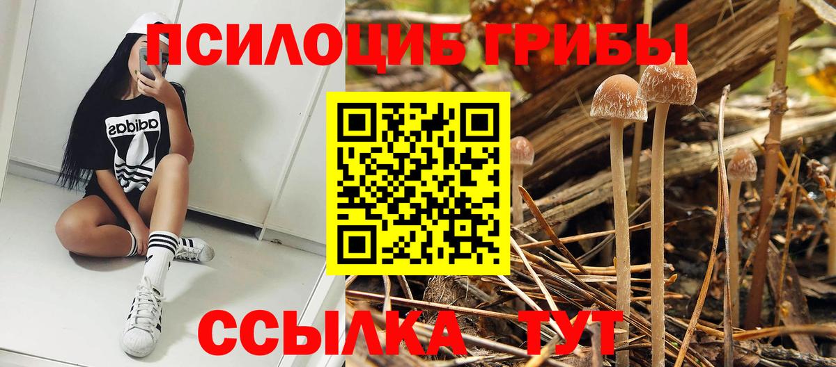 Псилоцибиновые грибы мицелий  Вход с VPN  Кувандык 