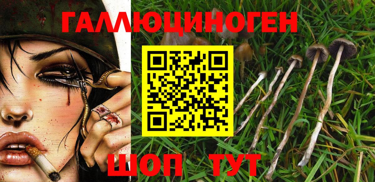 Галлюциногенные грибы Psilocybe Кувандык